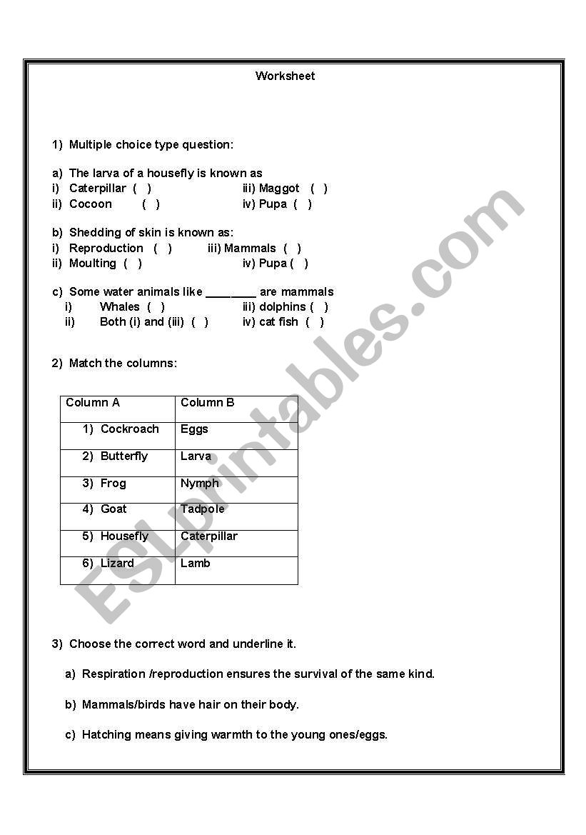 animal life worksheet