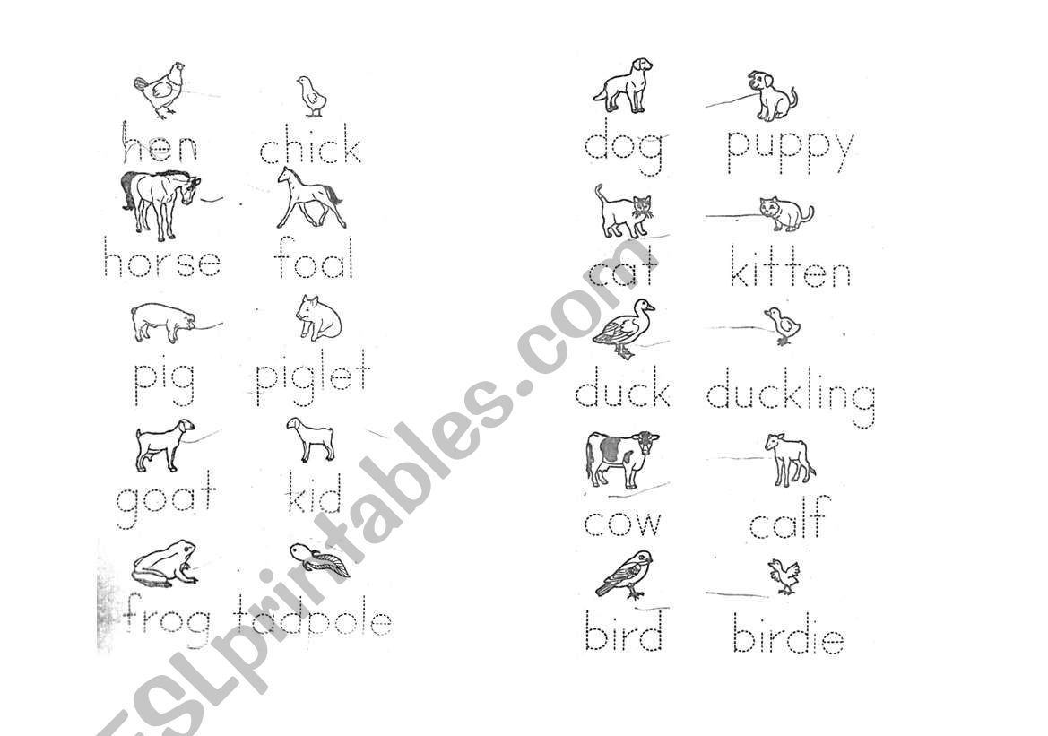 Mother and baby animals worksheet