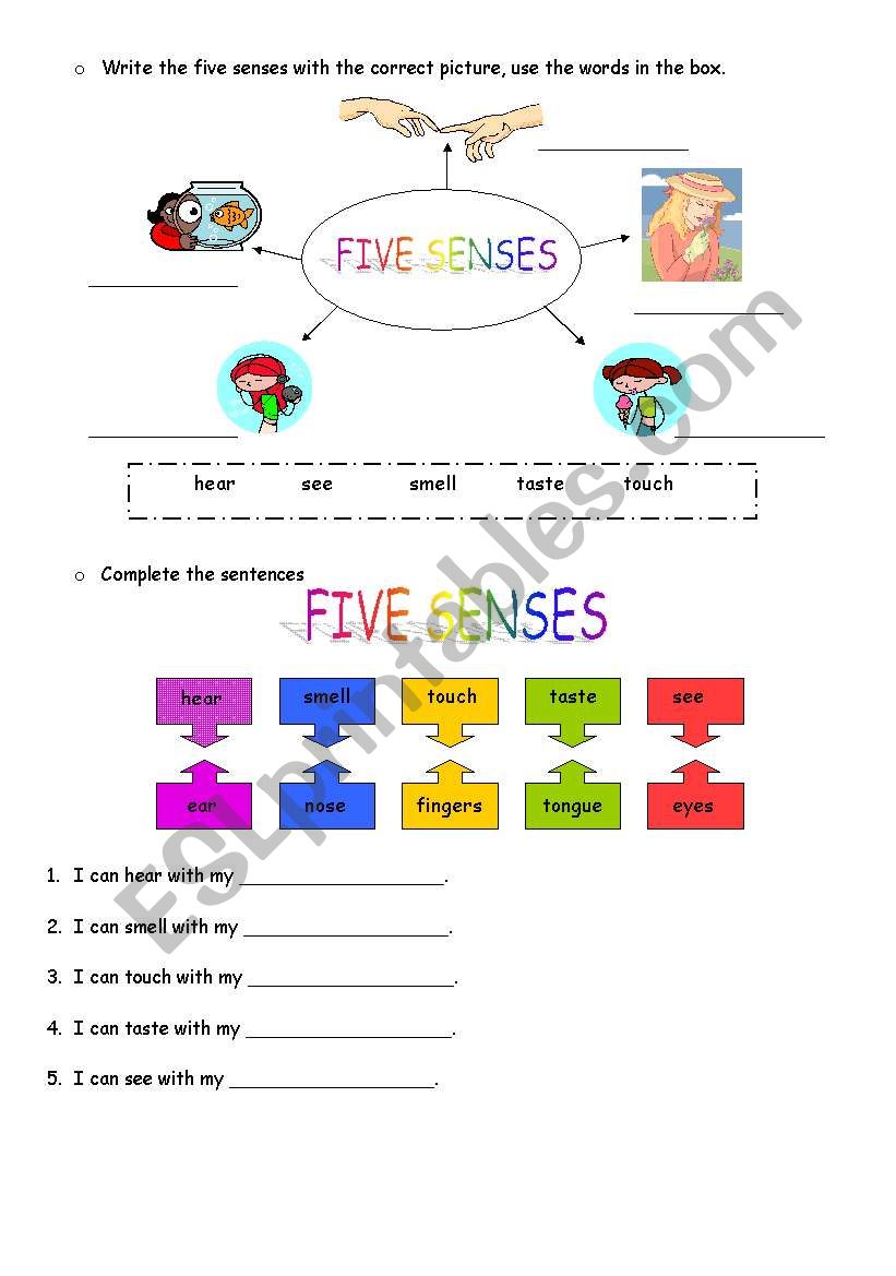 FIVE SENSES worksheet