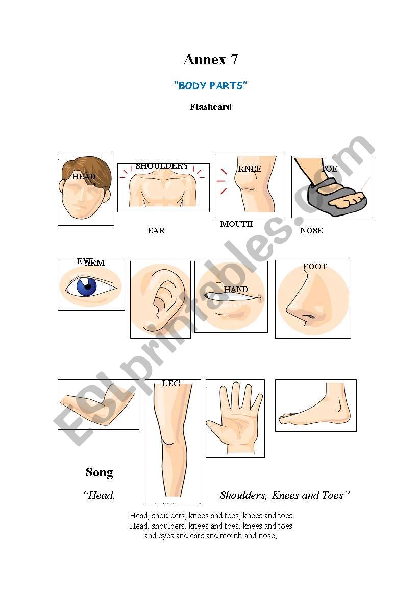 FLASHCARD BODY PARTS worksheet