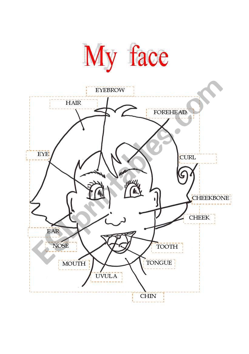 My face worksheet