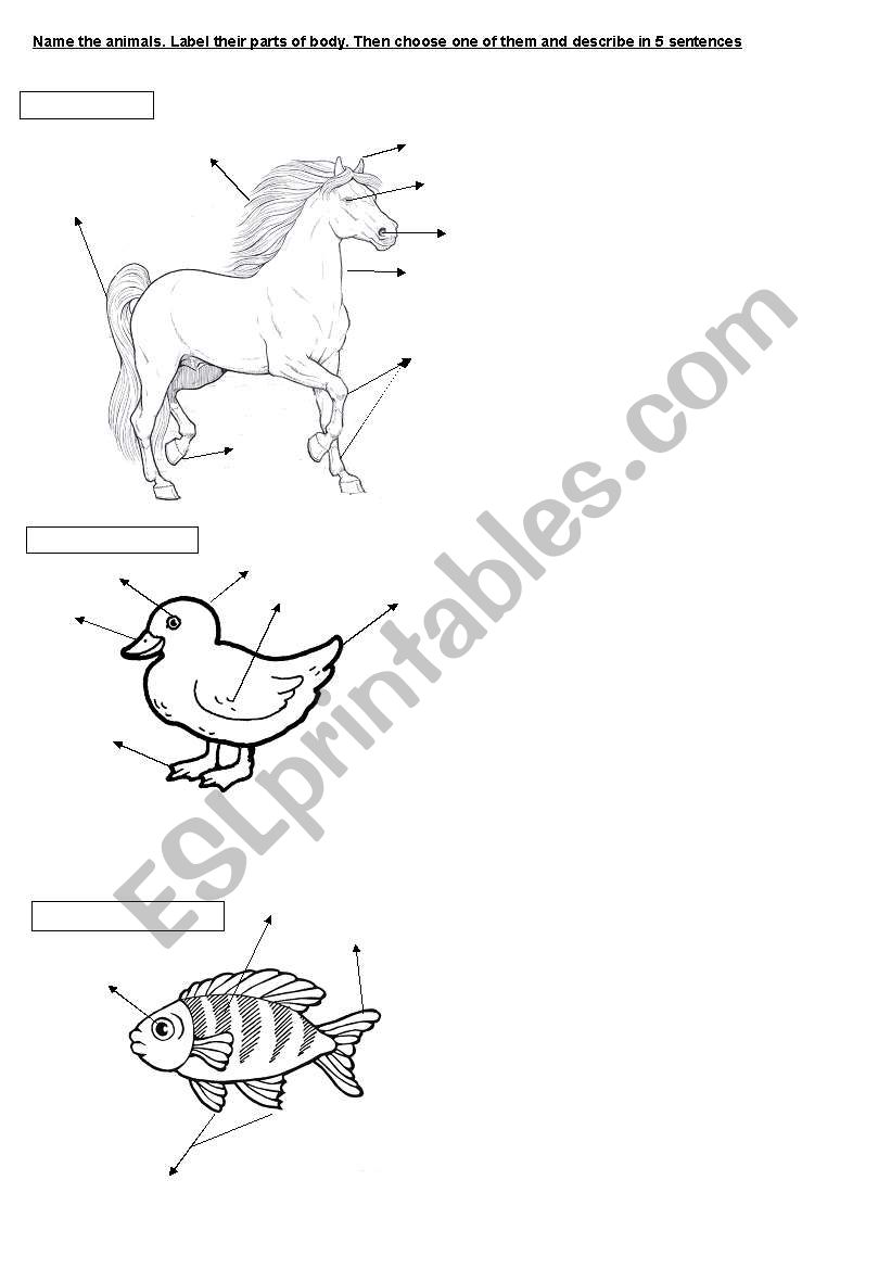 ANIMALS worksheet