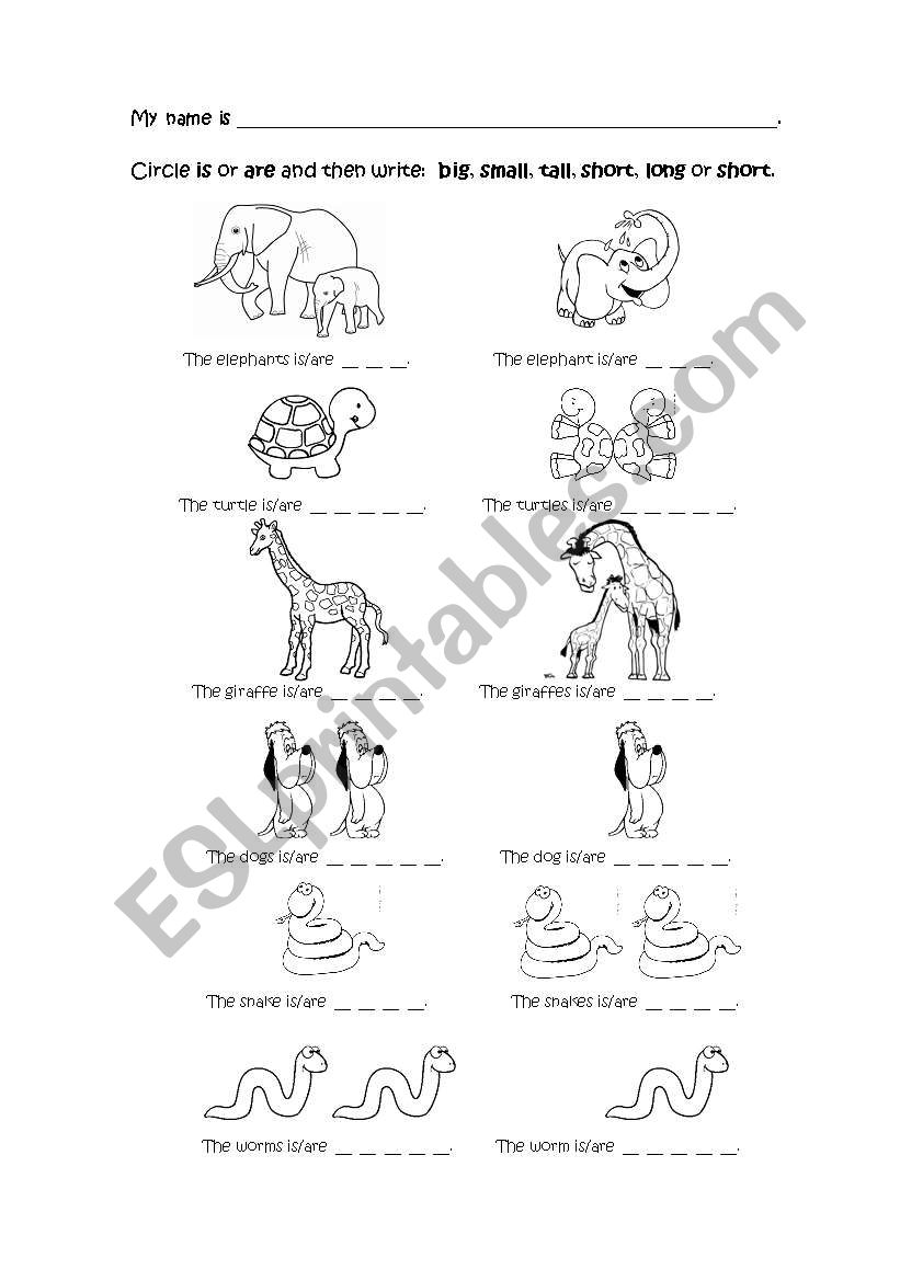 Sizes for 1st graders worksheet