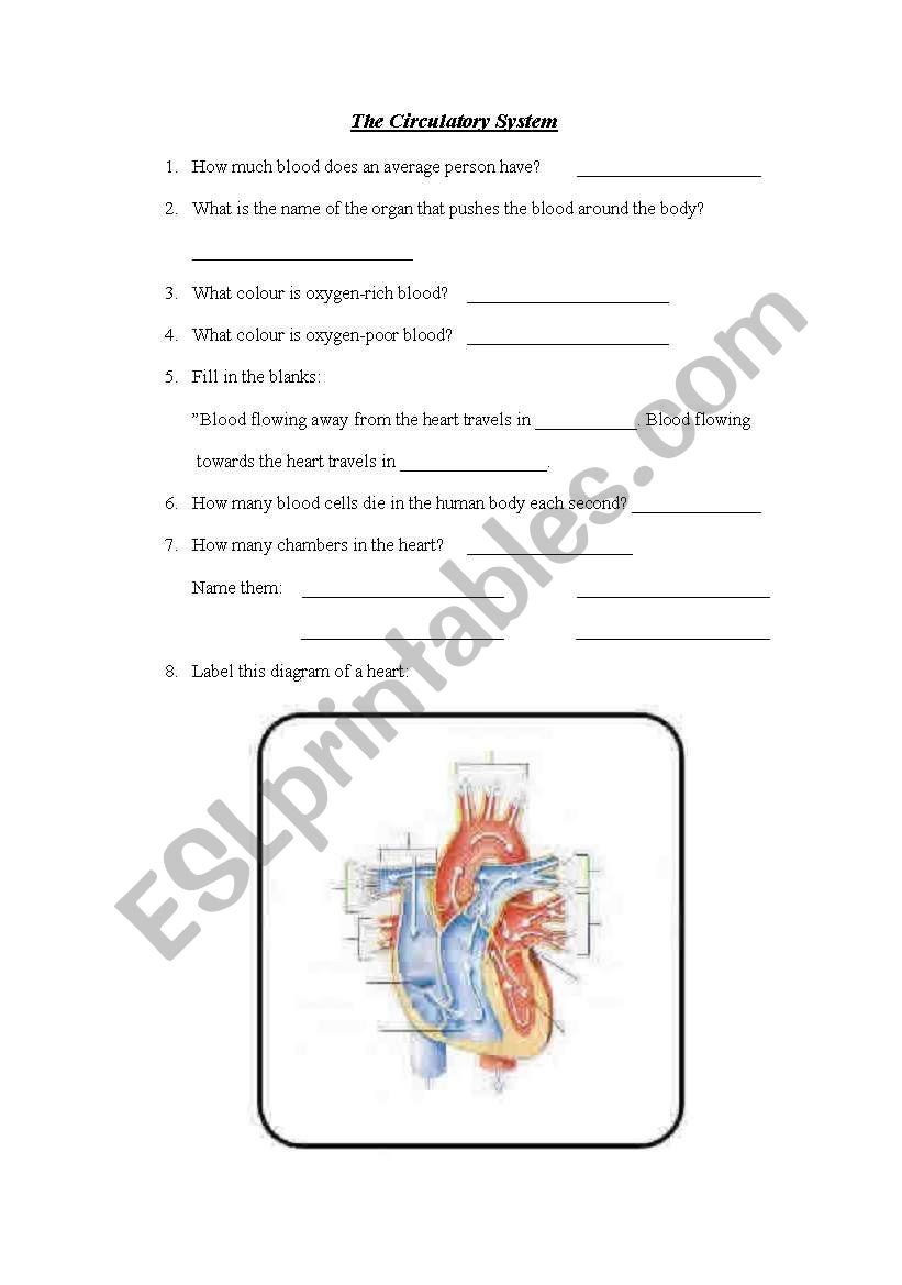 Circulatory System worksheet