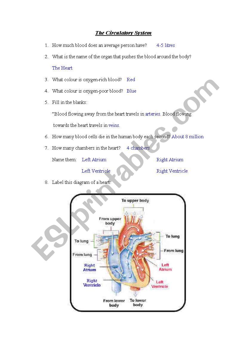 Circulatory System answer sheet - ESL worksheet by dianemperrino With Regard To The Circulatory System Worksheet Answers
