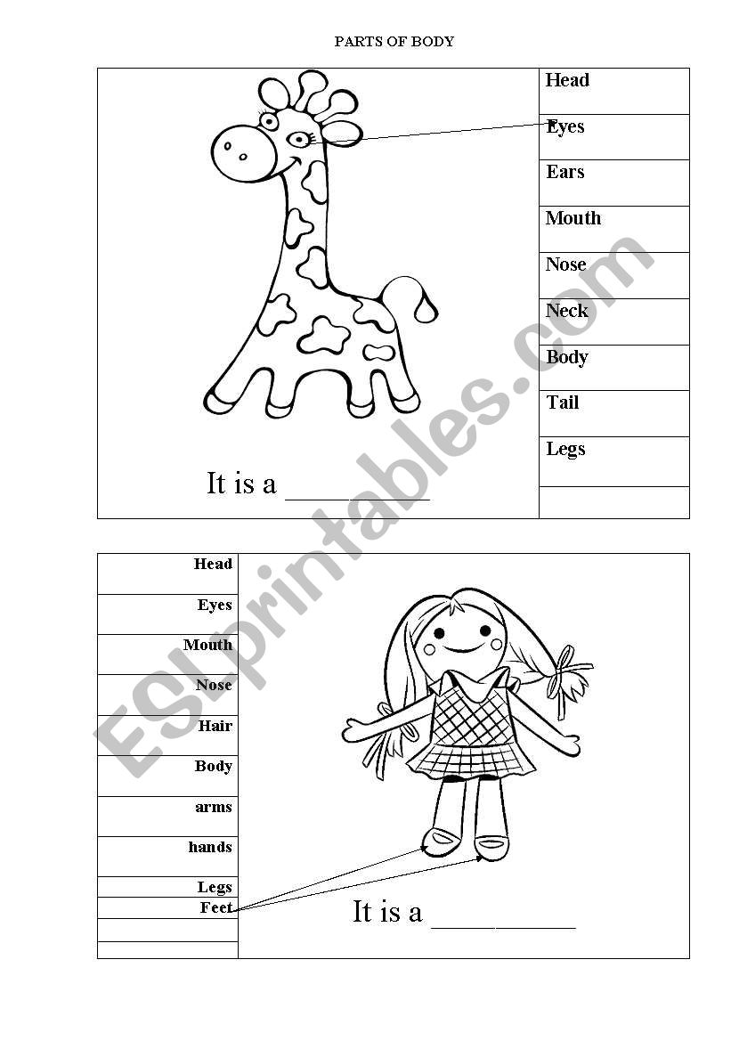 Parts of body worksheet