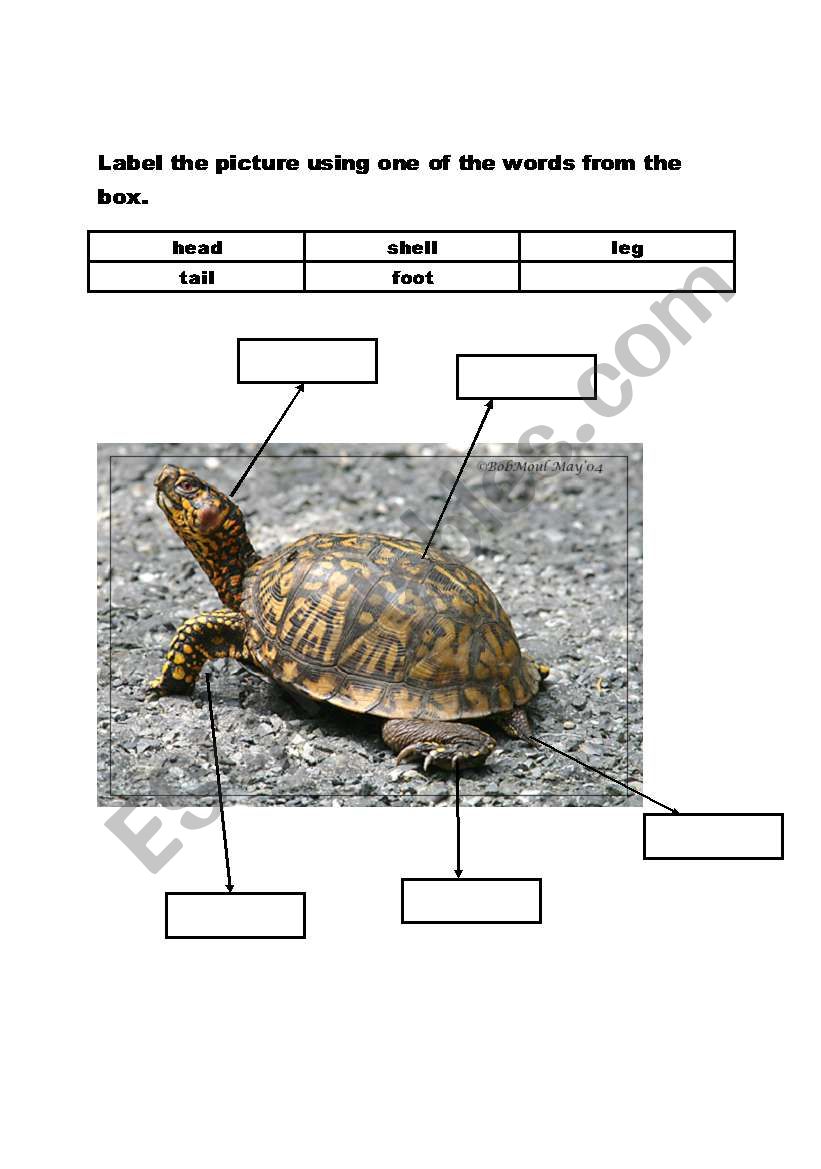 Animal body parts 1 worksheet