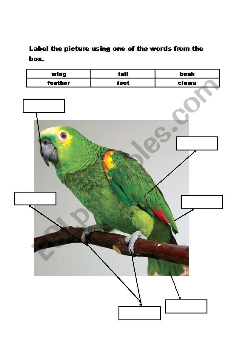 Animals body parts worksheet