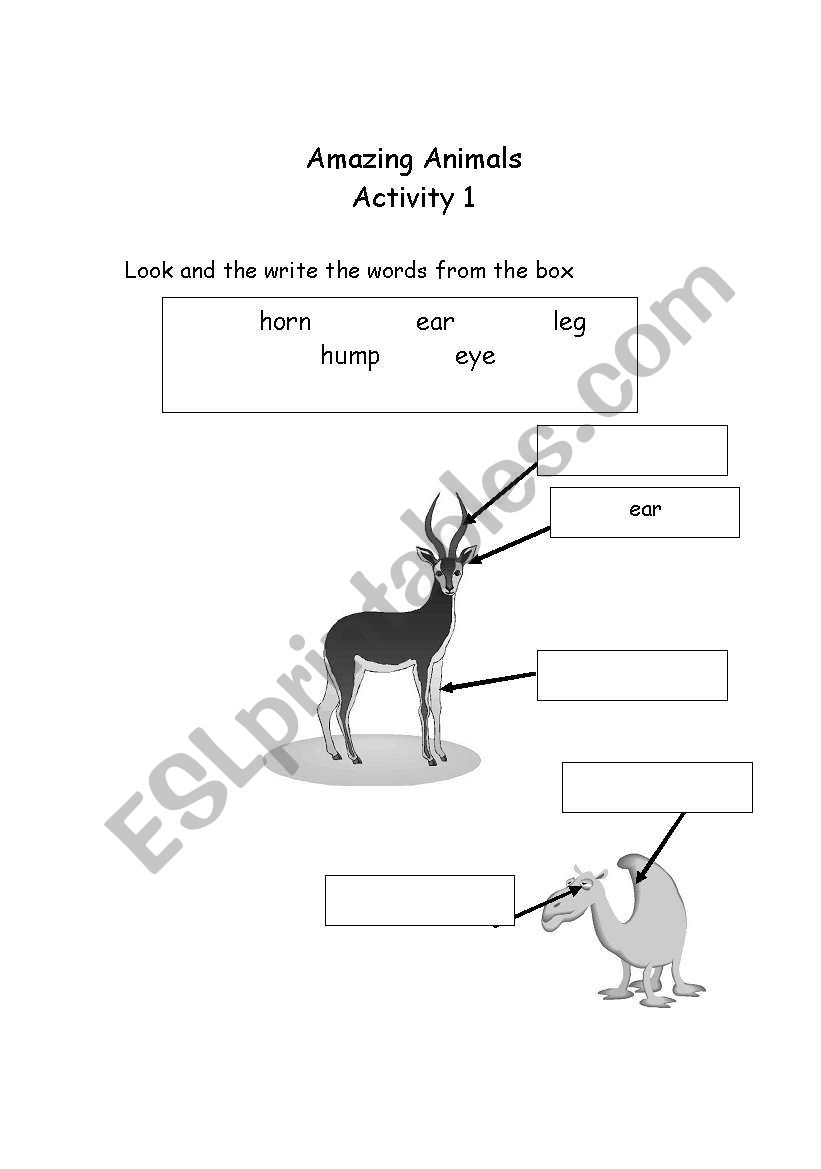 animals worksheet