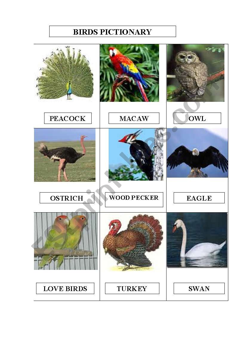 BIRDS PICTIONARY worksheet