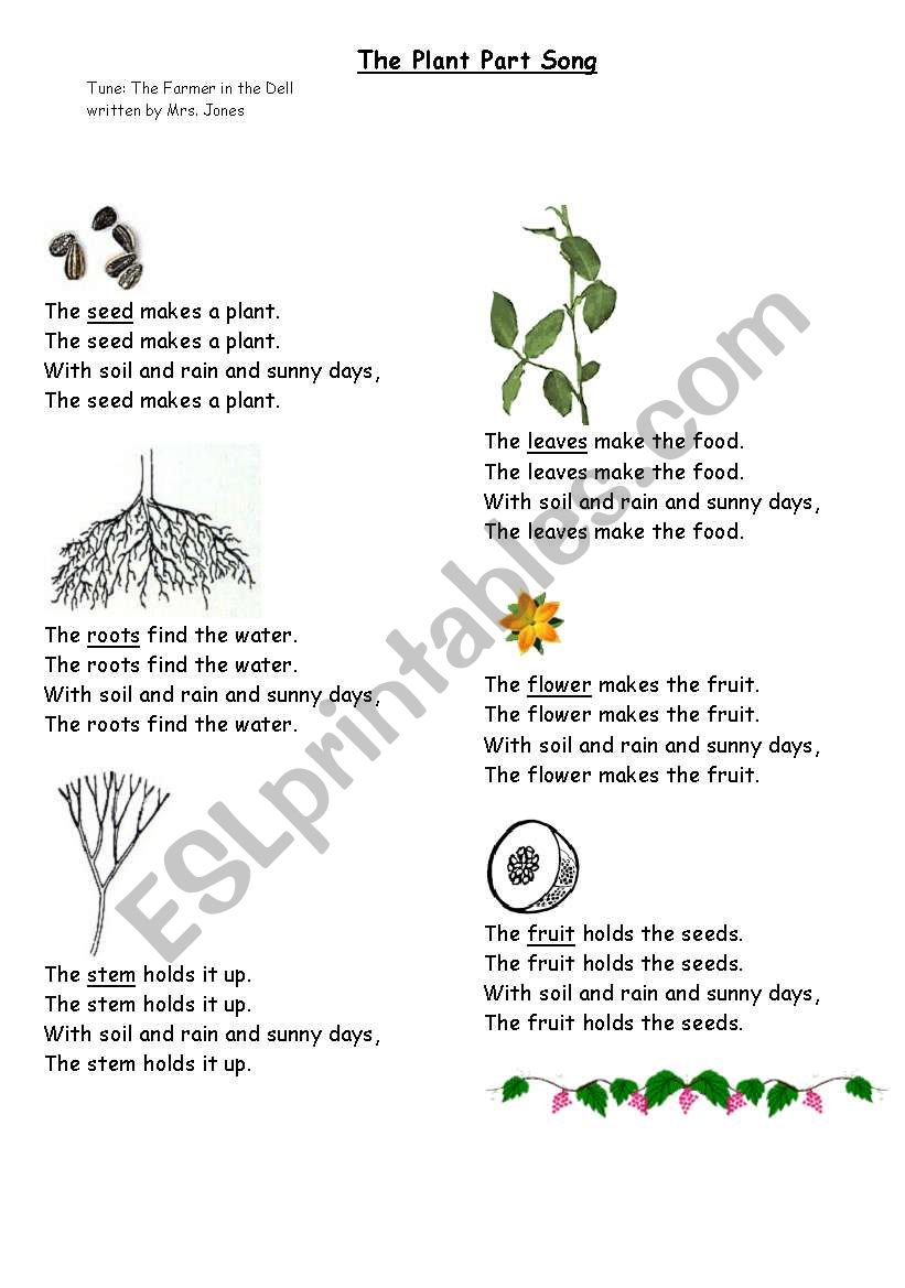 The Plant part song. worksheet