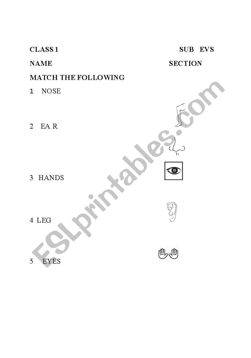 parts of the body worksheet
