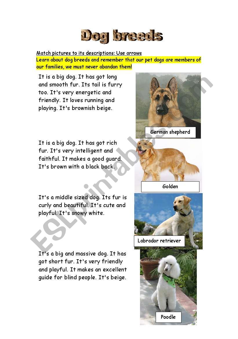 Dog breeds worksheet