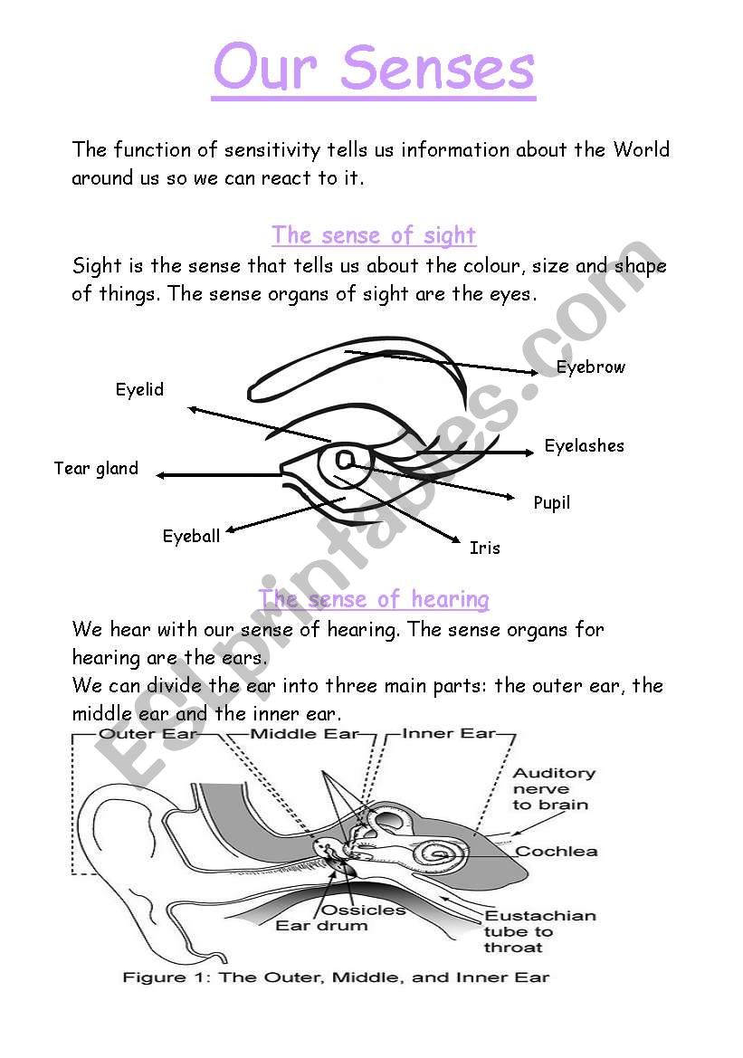 Our senses worksheet