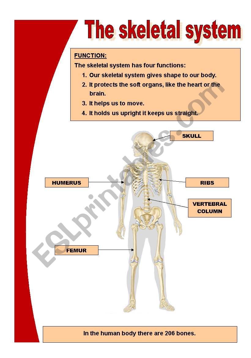The skeletal system ESL worksheet by Mariola PdD