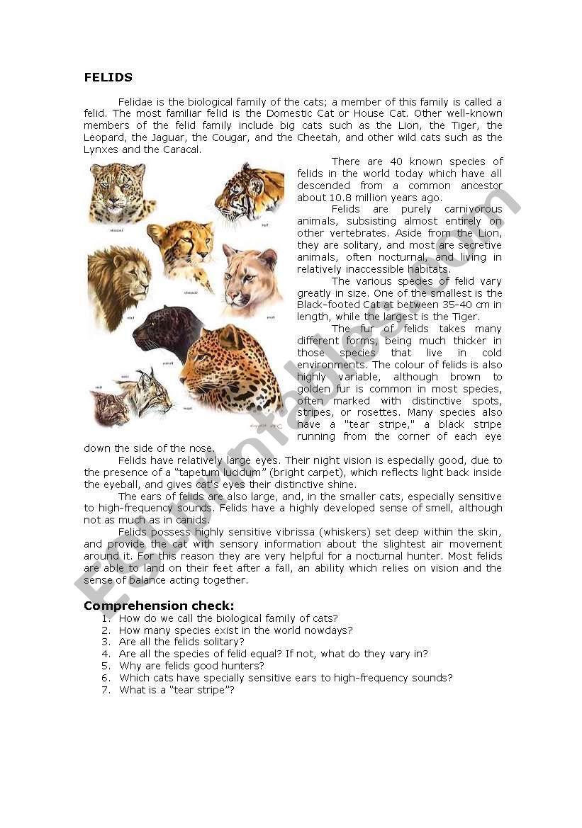 felids worksheet