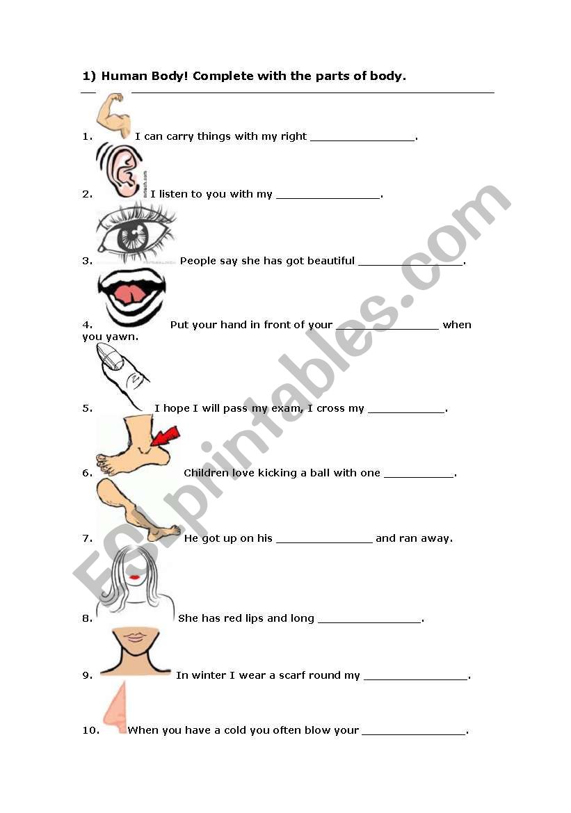 HUMAN BODY worksheet