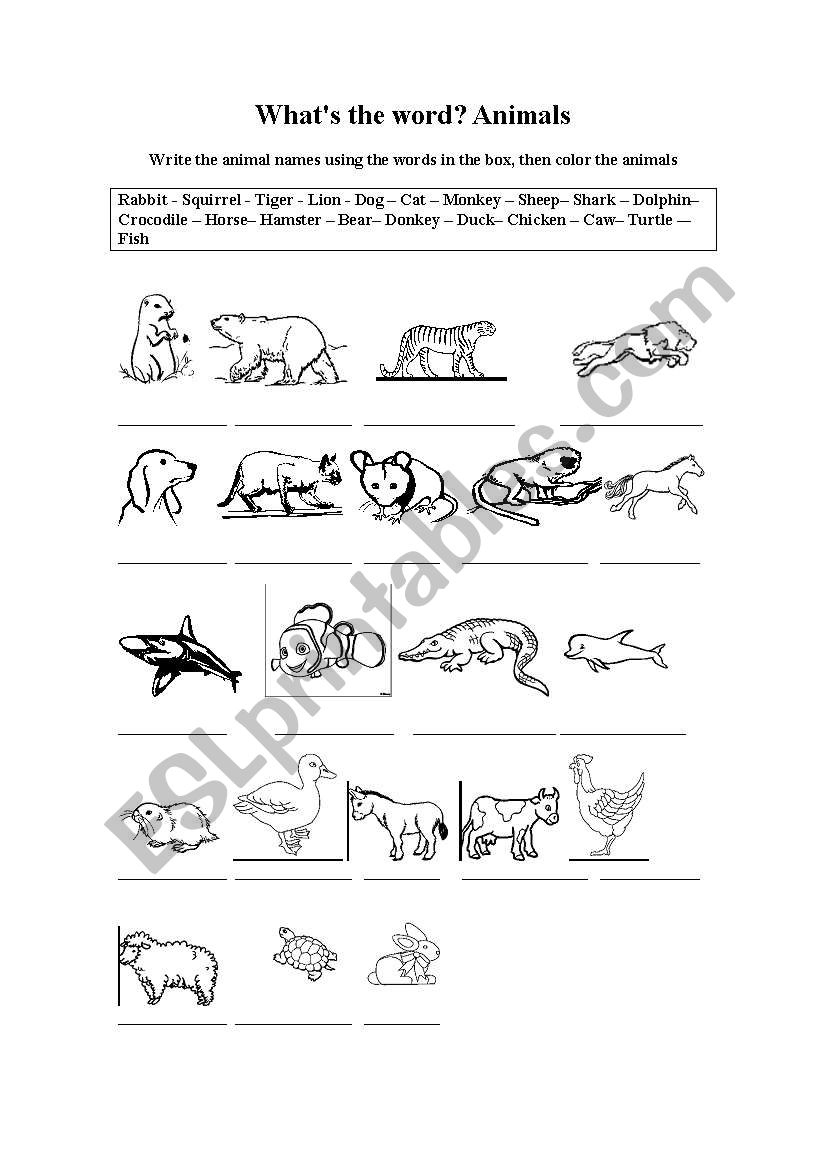 Animals worksheet