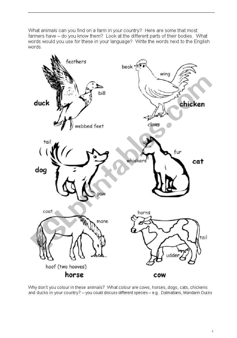 animals worksheet