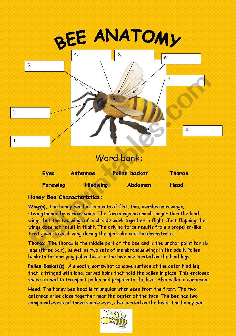 Bee anatomy :) (key included-4pages)