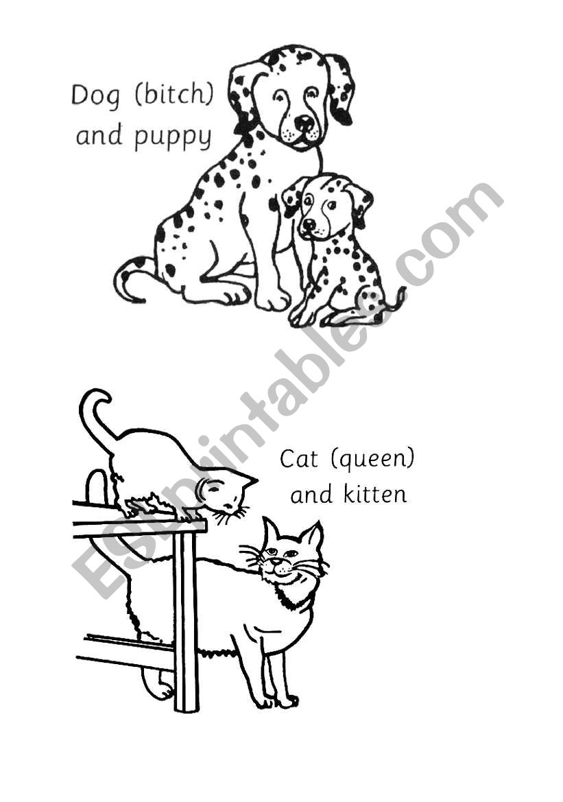 black&white pictures  worksheet