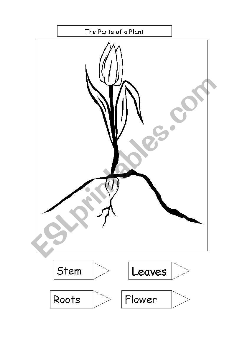 parts of a plant worksheet