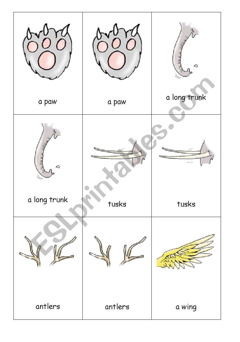 Animals body 2 worksheet