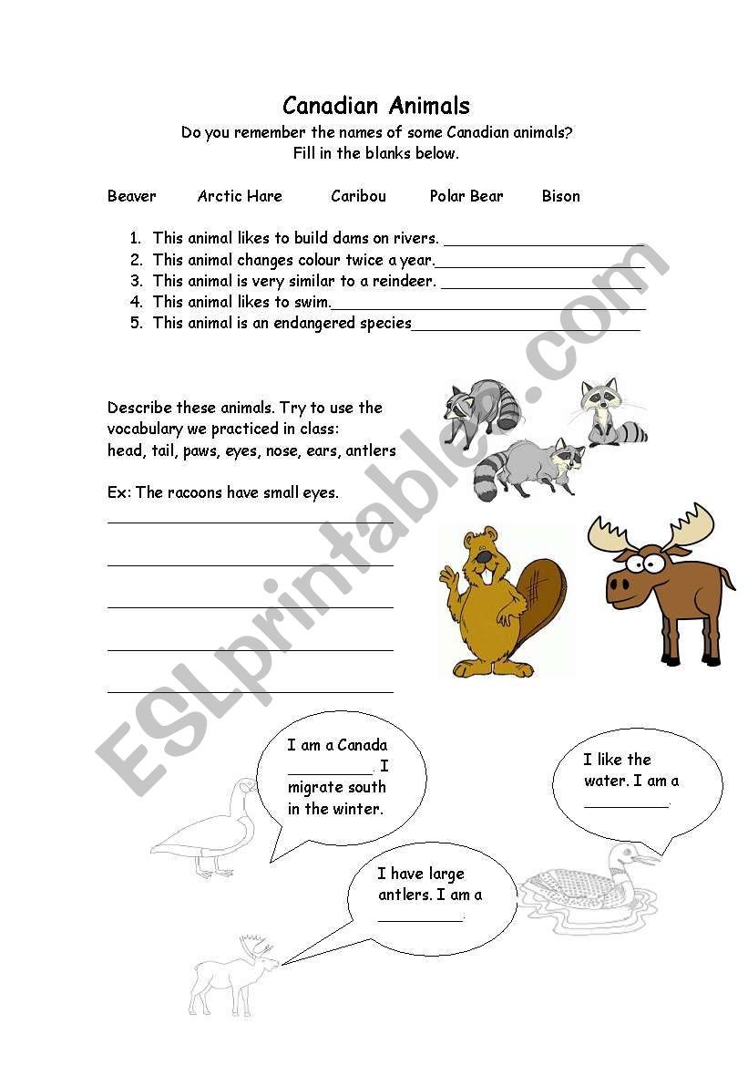 canadian animals worksheet