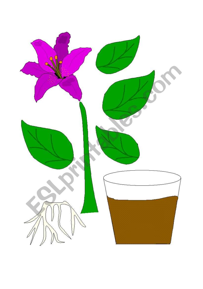 Parts of a Flower worksheet