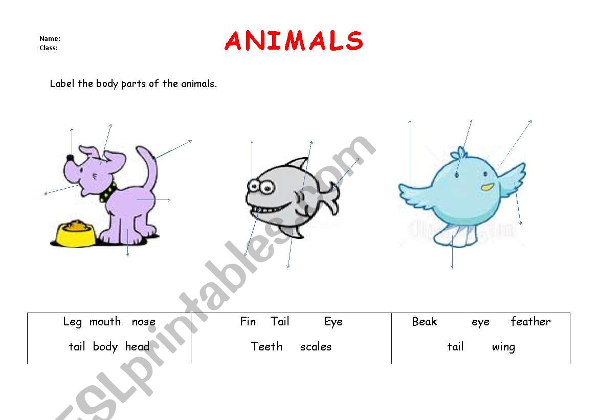 Animals worksheet