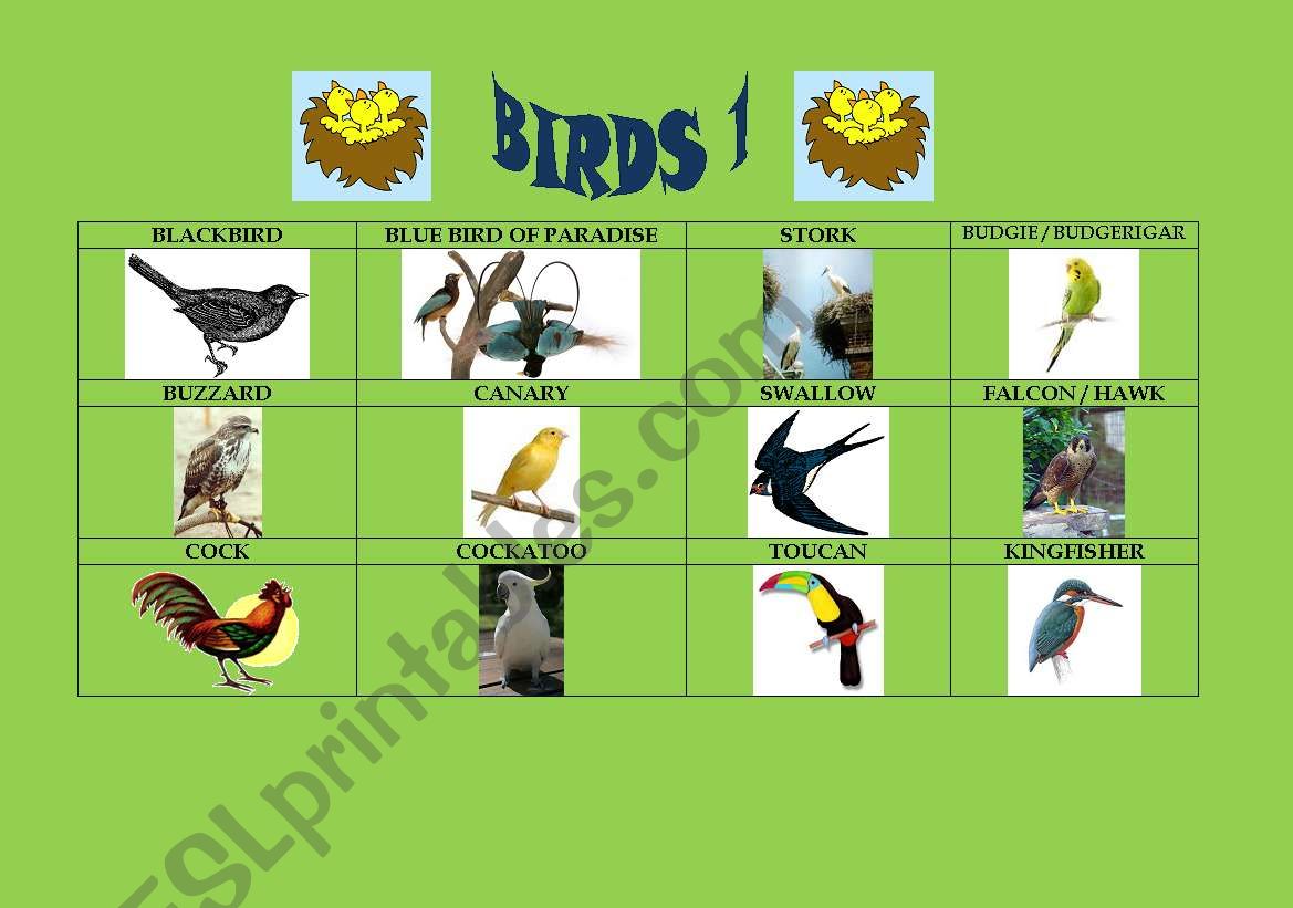 Birds 1/5 worksheet