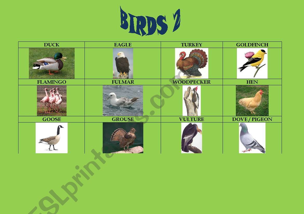 Birds 2/5 worksheet