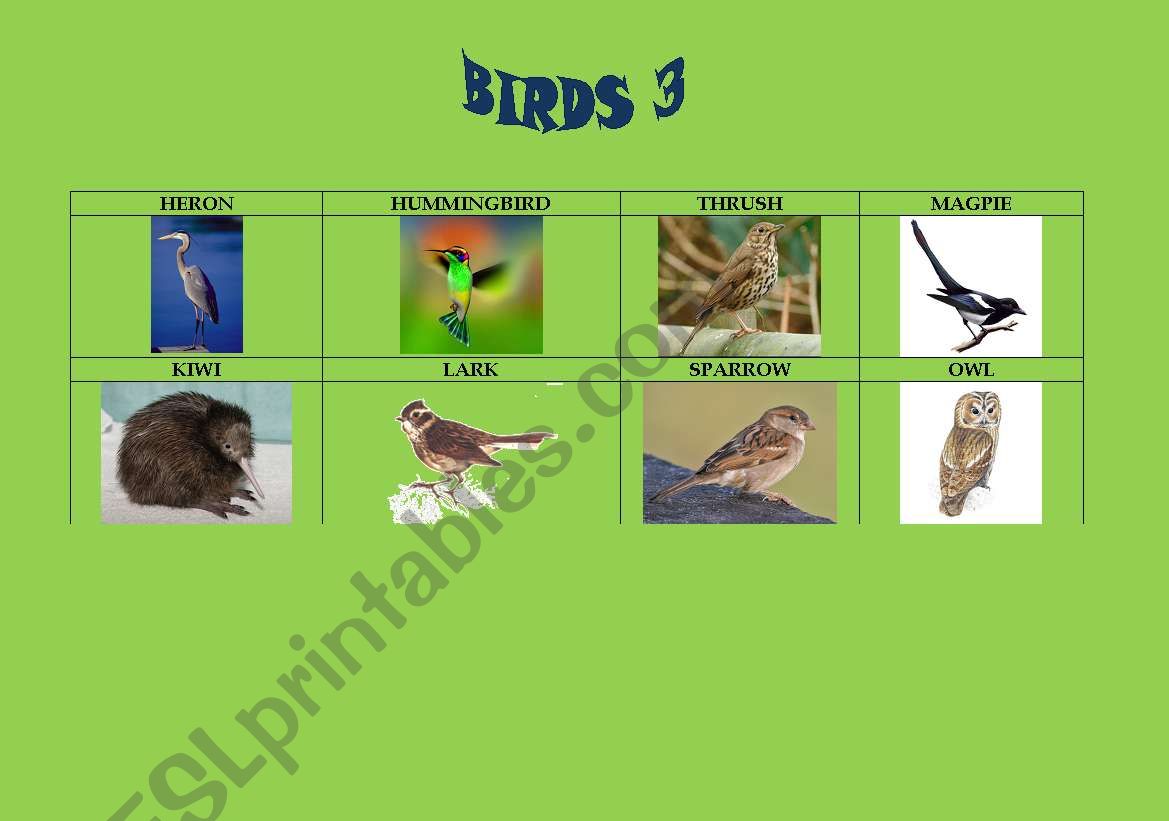 Birds 3/5 worksheet