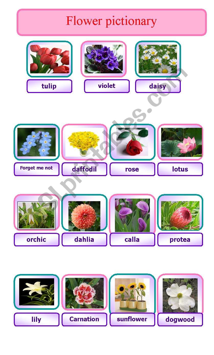 flower pictionary - ESL worksheet by huyennguyen041188