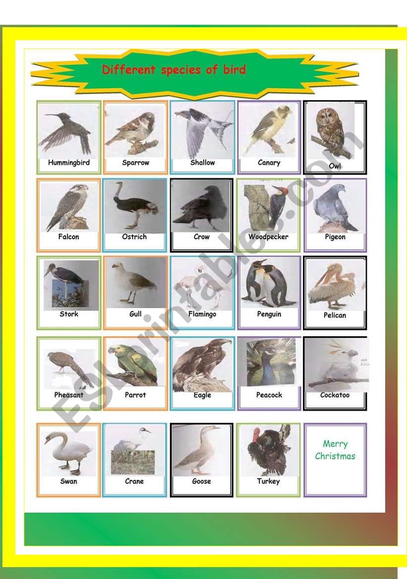 different species of bird-pictionary