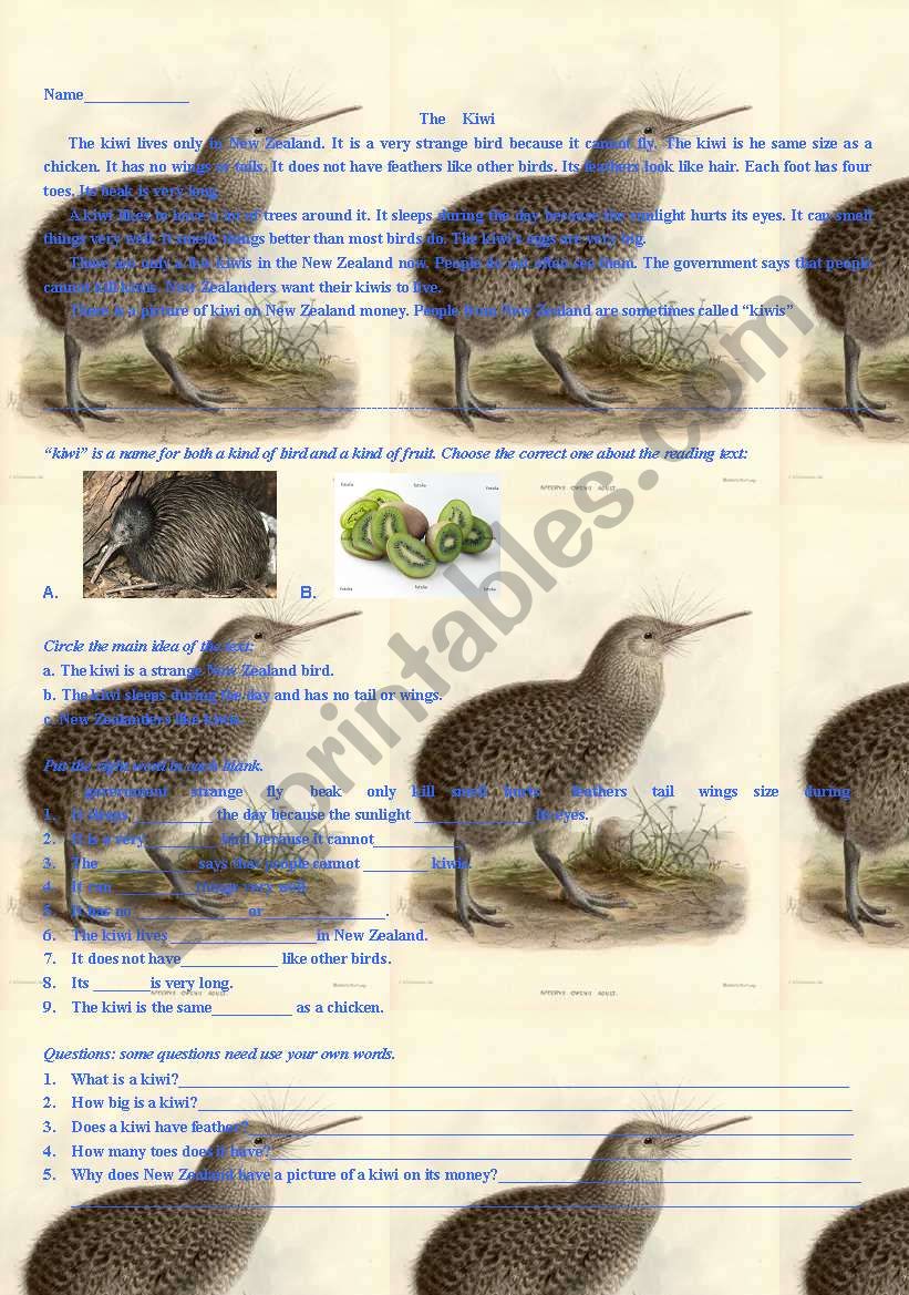the Kiwi Bird worksheet