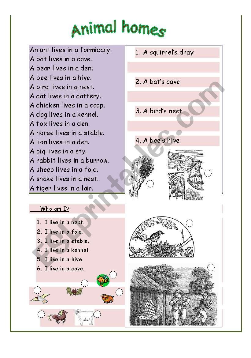 Animal homes worksheet