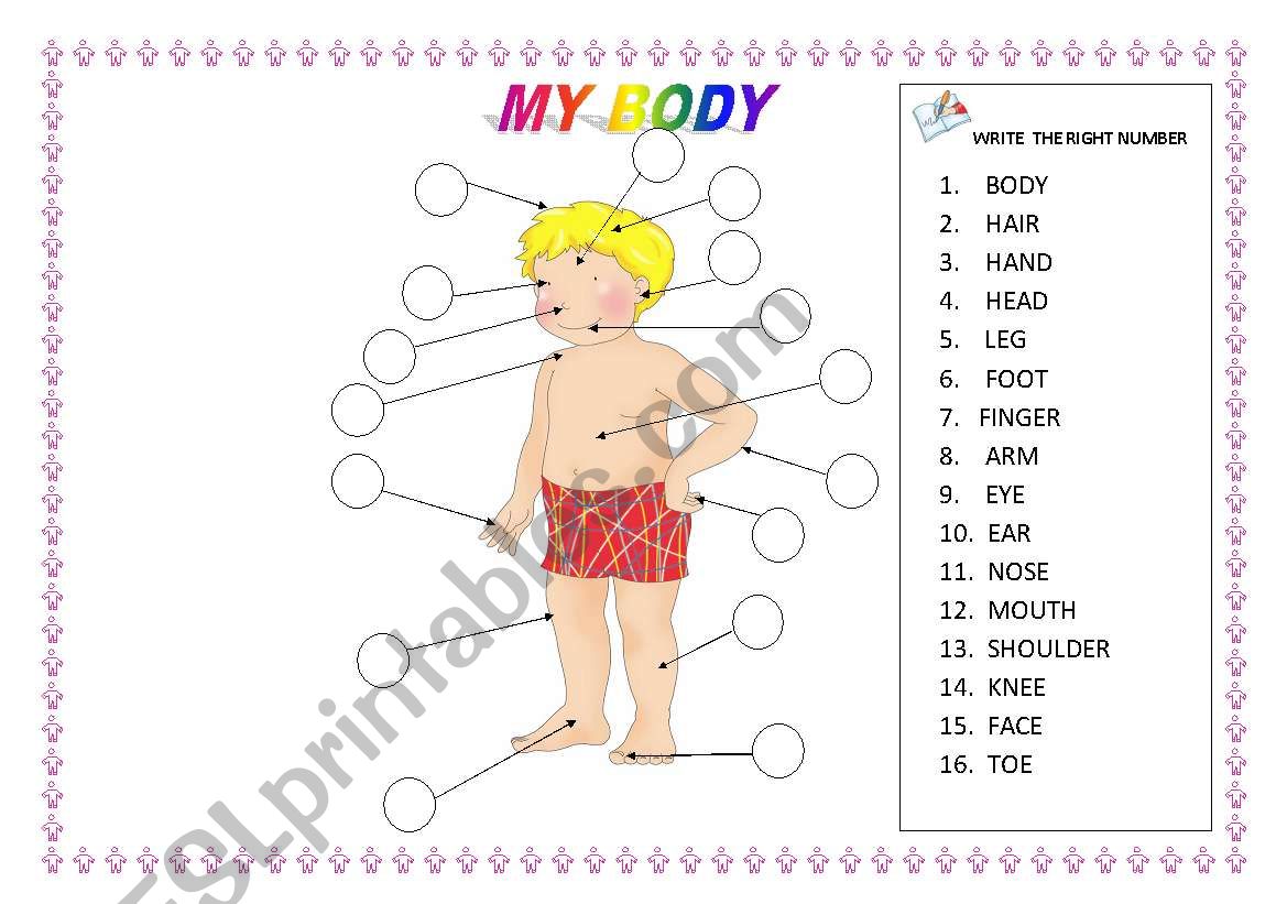 MY BODY worksheet