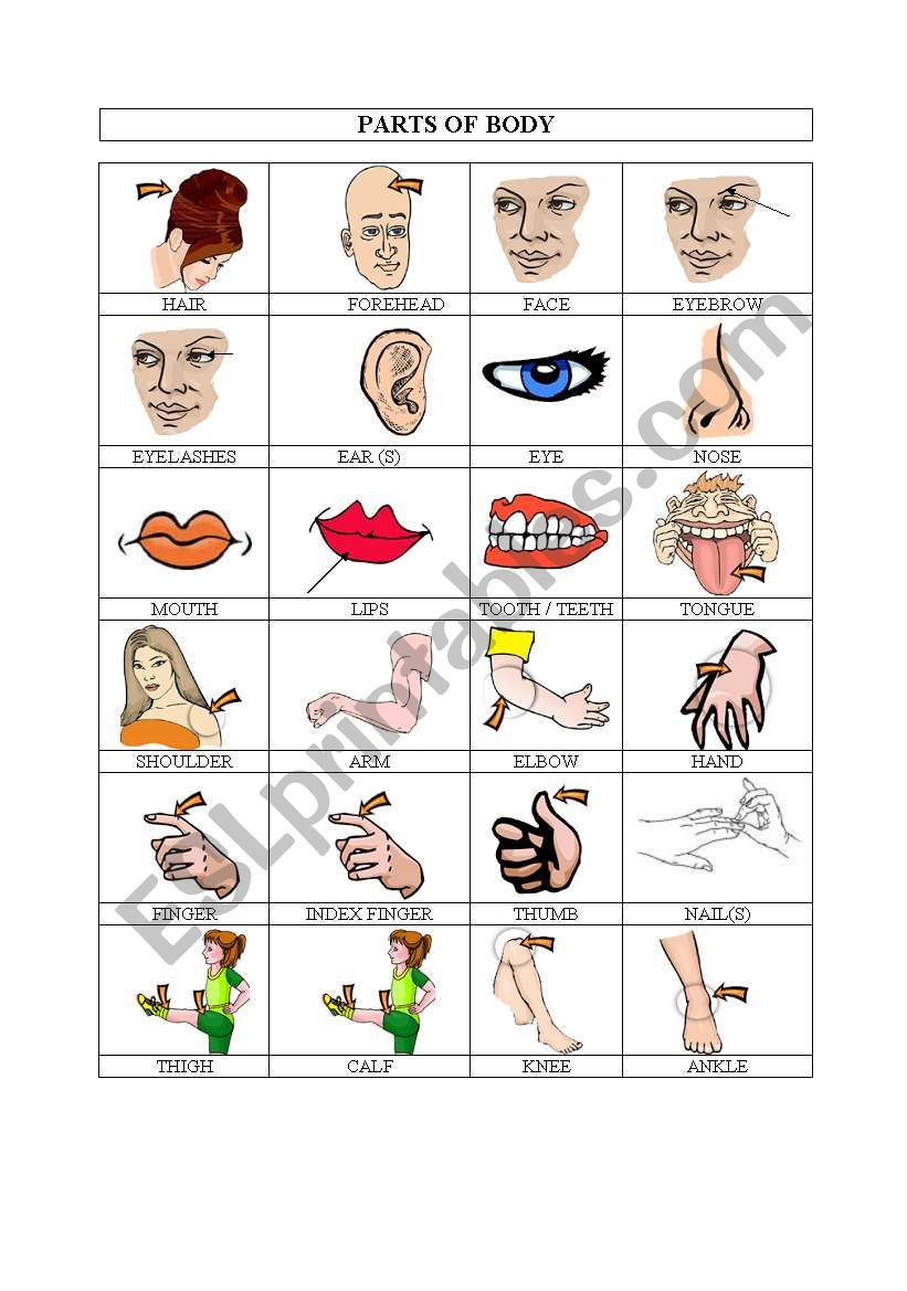 body parts worksheet