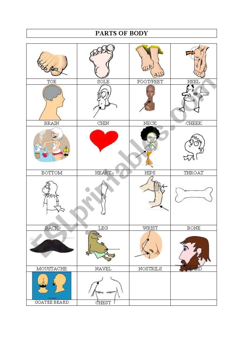 parts of body part II worksheet