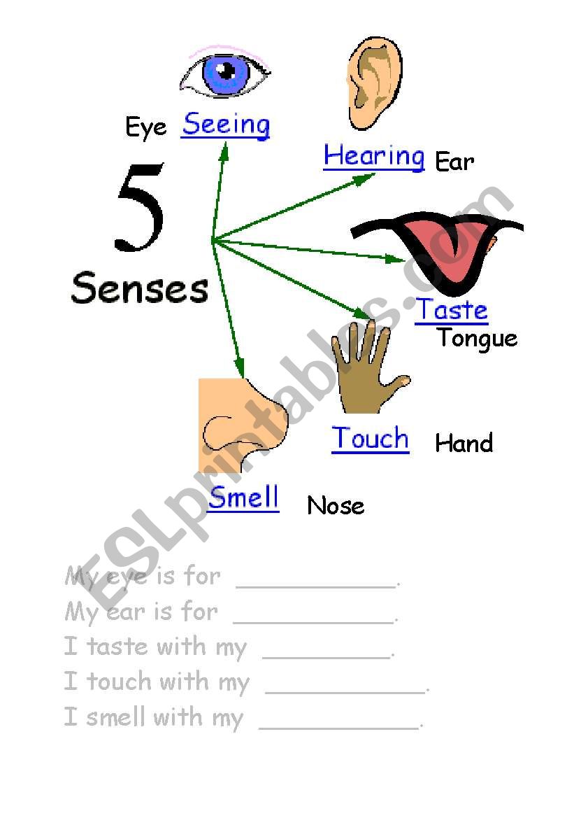 Senses worksheet