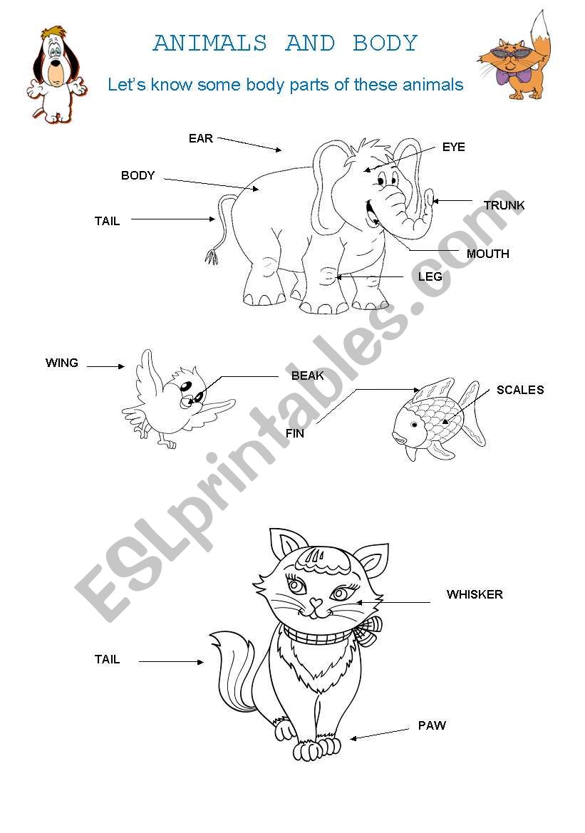 Animals and body worksheet