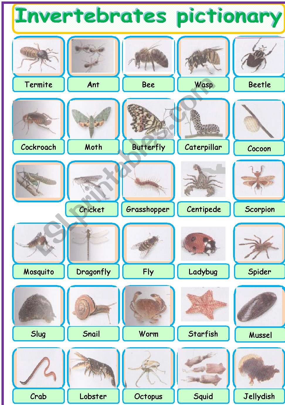 invertebrates pictionary worksheet