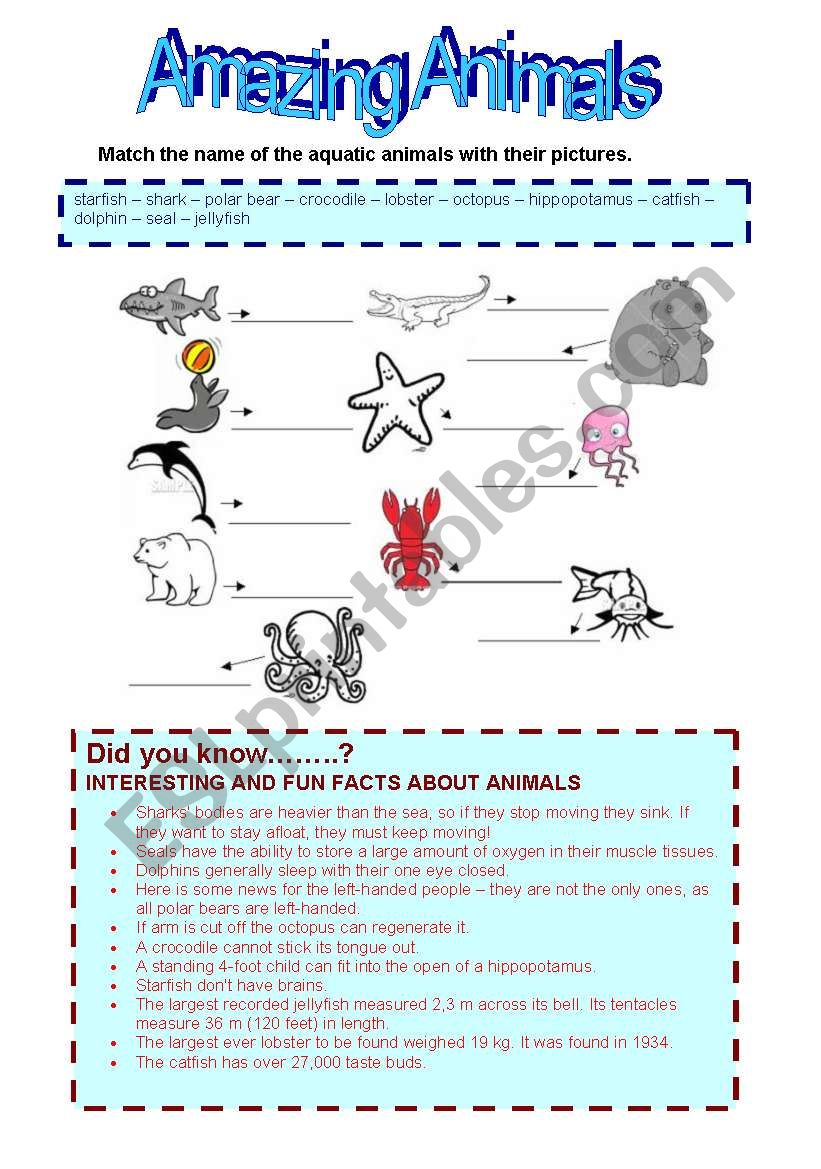 Amazing animals worksheet