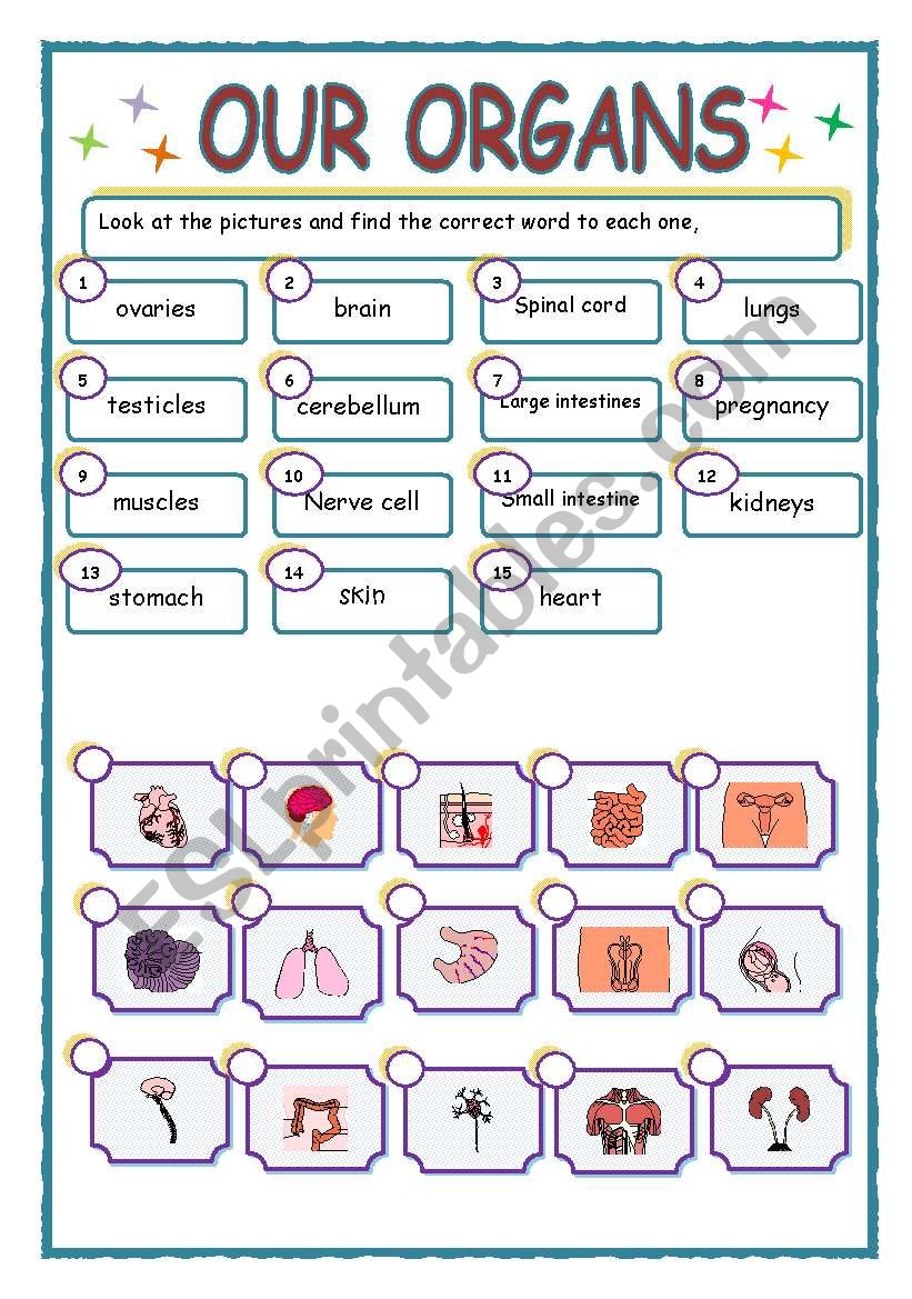 OUR ORGANS worksheet