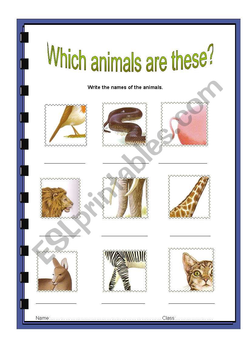 what animals are these? worksheet