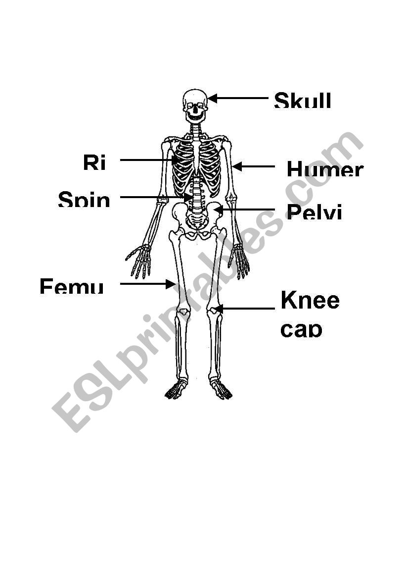 bones worksheet