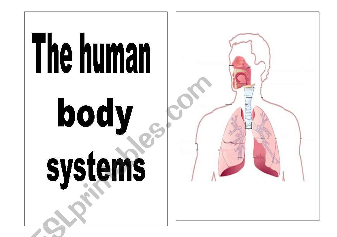 human body systems worksheet