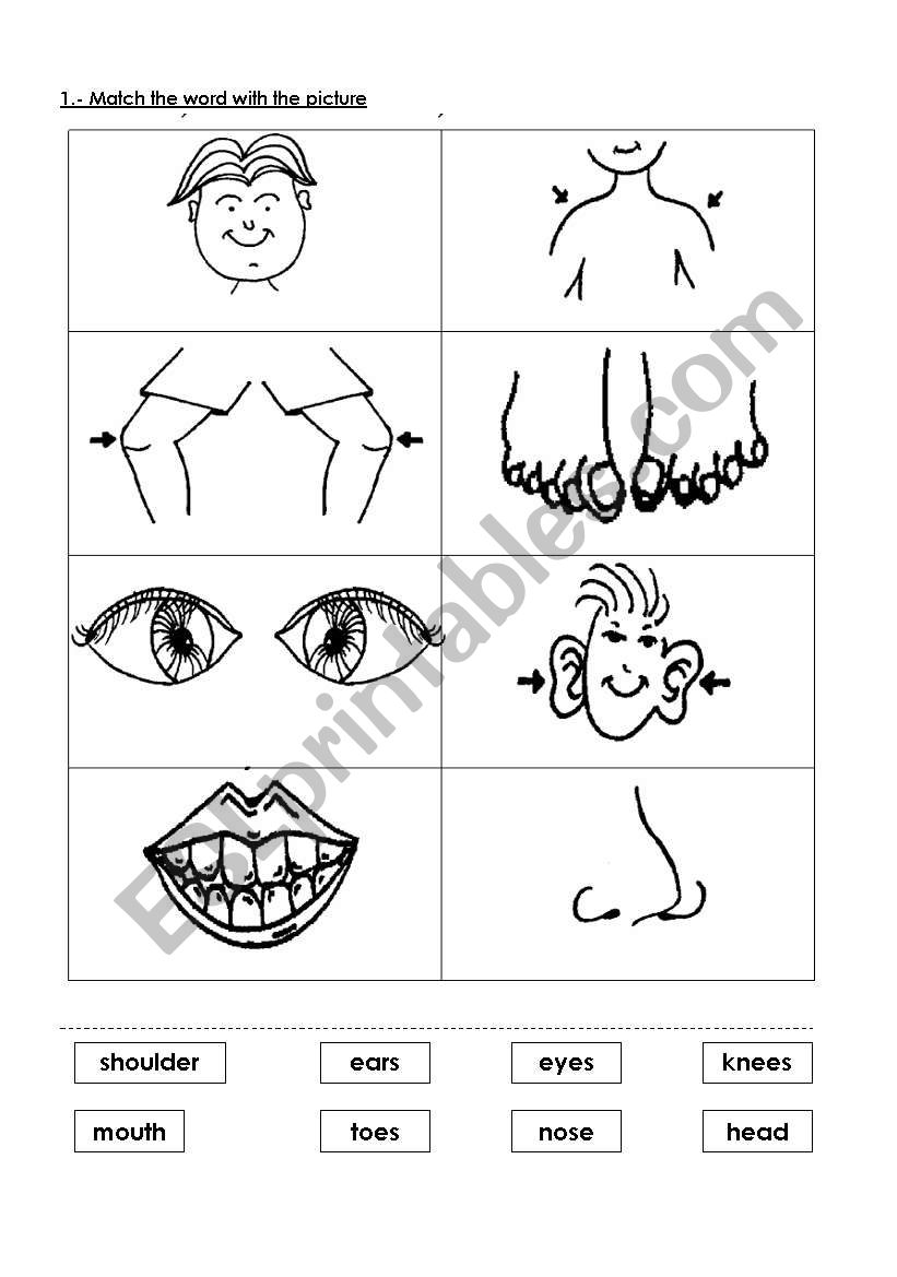 Body parts worksheet