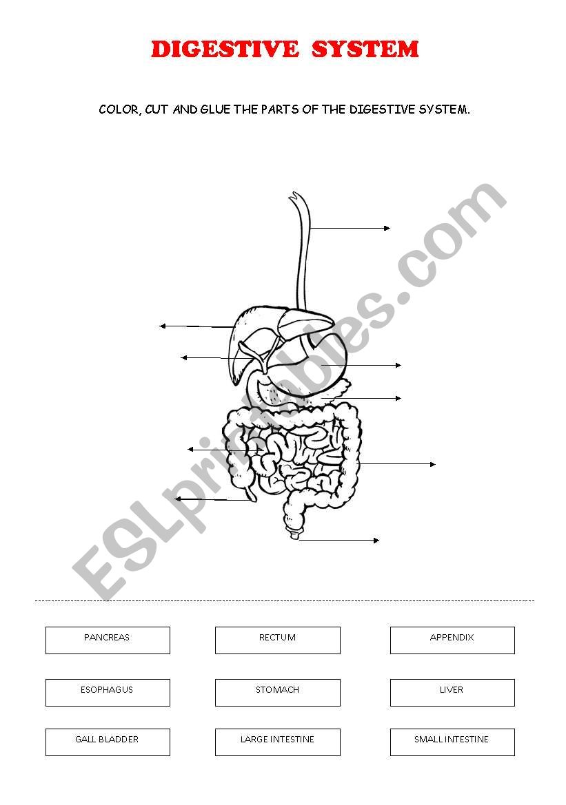 DIGESTIVE SYSTEM worksheet